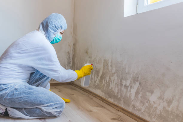 Licensed Mold Remediation service in Freeport, PA - WQB Mold Removal